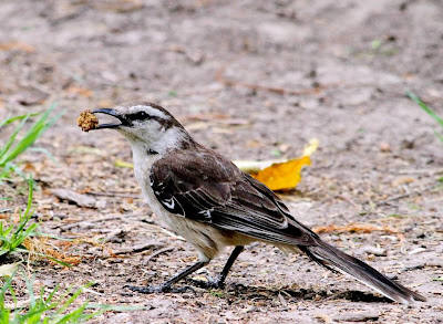 Calandria grande Mimus saturninus