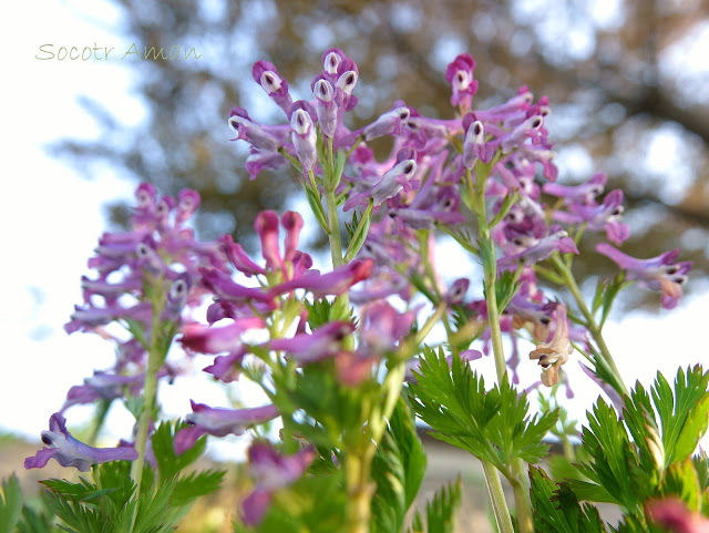 Corydalis incisa