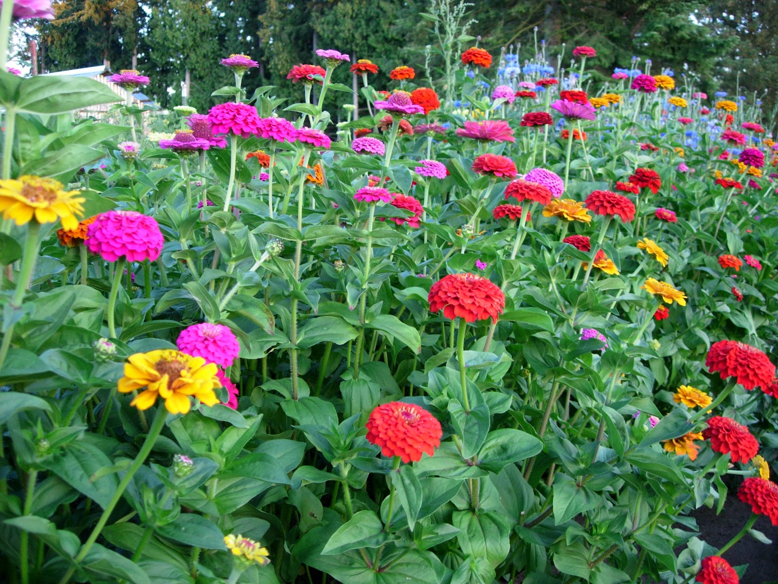 types of flowers for gardens Different Types of Garden Flowers Zinnia | 1600 x 1200