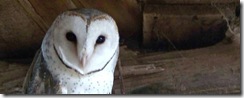 owl