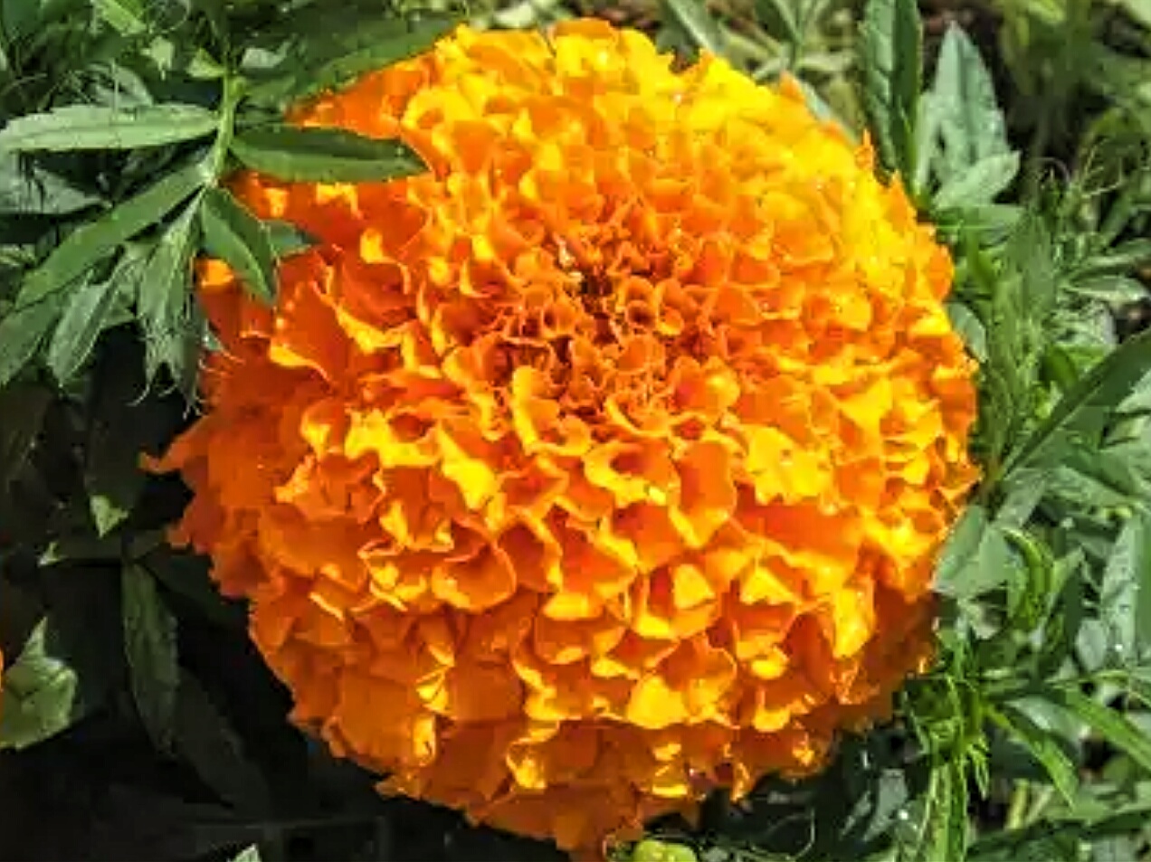 Lovely Wanko Blog 10月28日の誕生花
