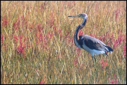 Assateague AM Kayak 016