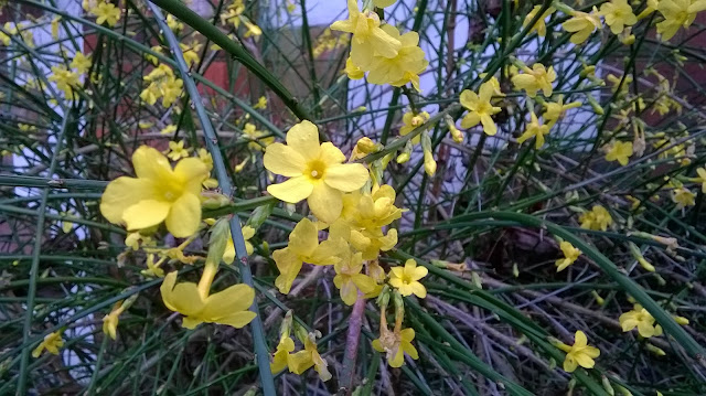 Jasmine nudiflorum winter jasmine-life between the flowers best lifestyle and garden blogs