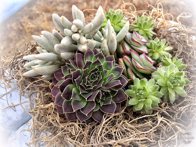 Pumpkin Succulent Centerpiece