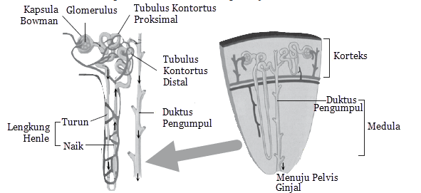 bagian ginjal