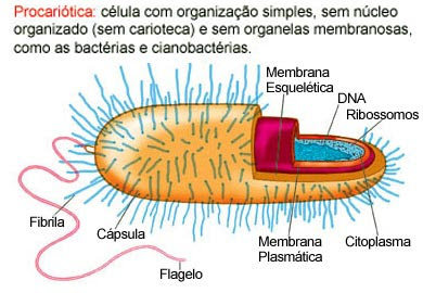 Células eucariontes e procariontes