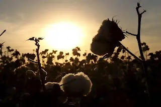 夕方の綿畑