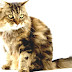 List Of Cat Breeds - Common House Cat Breeds