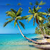 Find out how come those coconut trees you see at every beach today, is it a policy?
