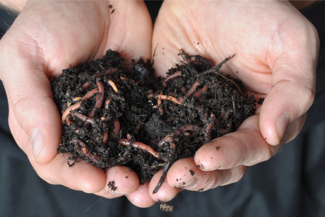 Vermicomposting (Worm Composting)