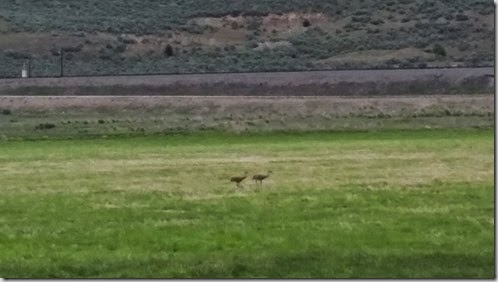 Sandhill Cranes Downata