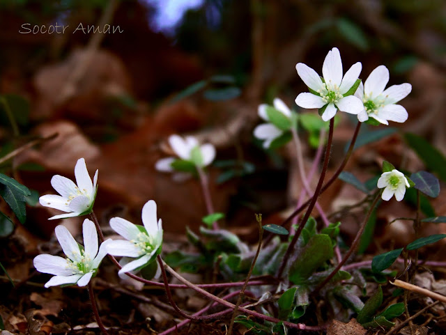 Hepatica nobilis