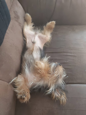 Yorkie Male laying on his back