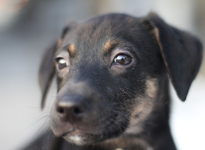 golden retriever mixed with a german shepherd. This little German Shepherd