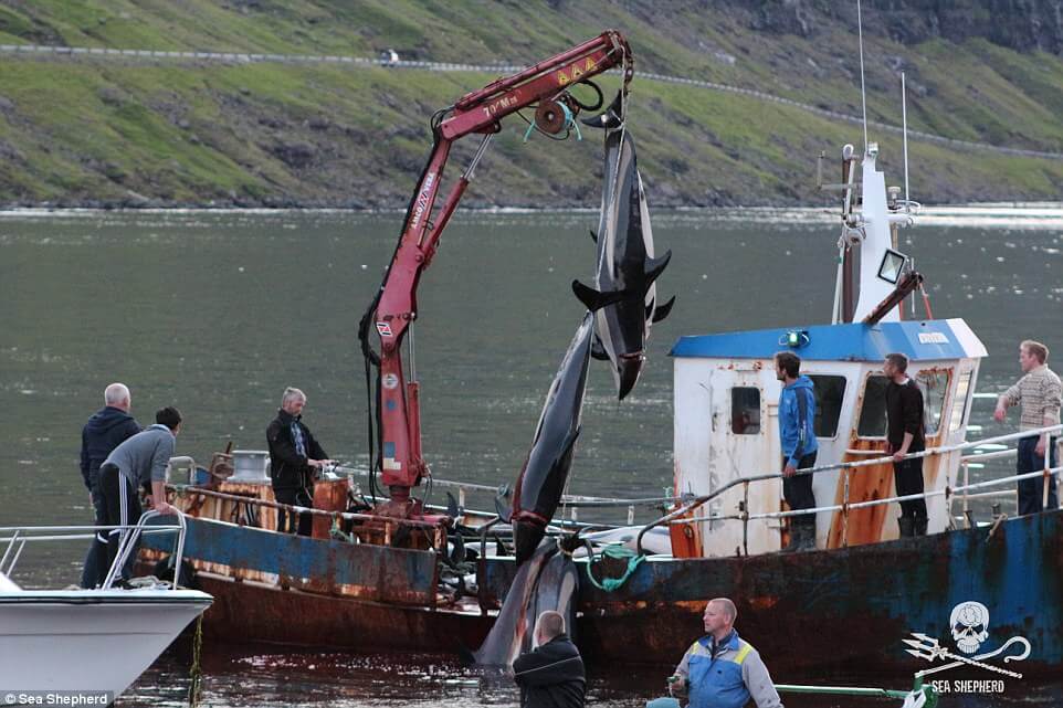 Shocking Pictures Show Mass Slaughter Of Dolphins And Whales In The Faroe Islands