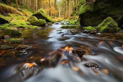 Rio que atraviesa el bosque 