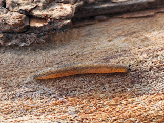 Rathouisia sinensis by the Xiang River