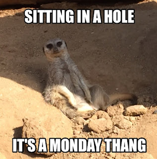Meerkat Monday MEME