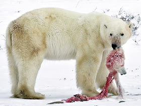 Oso Polar muriendo de hambre