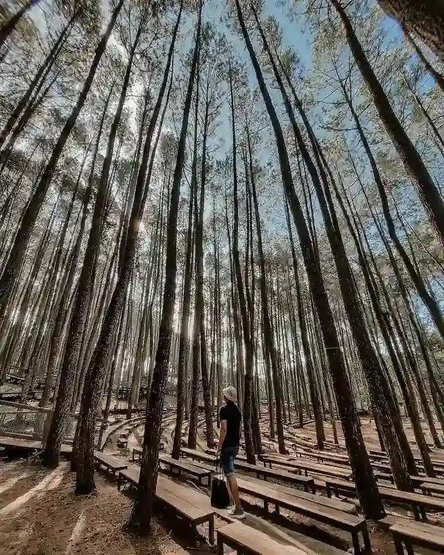 Hutan Pinus Mangunan Jogja - Foto instagram khairulzaky