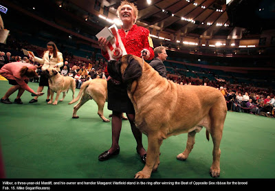 135th Westminster Kennel Club Dog Show at Madison Square Garden in New York City