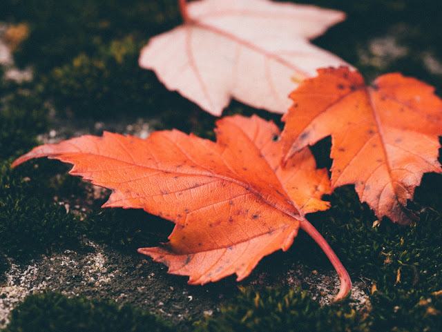 autumn, leaves, nature, maple leaf, wallpaper desktop