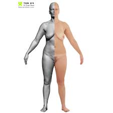 Female body model 3d free | Female Body model 3D