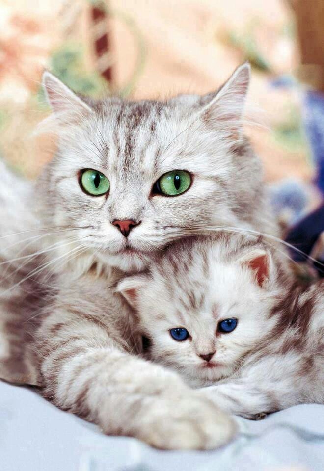 Litter Size of Ragdoll Cat - Annie Many