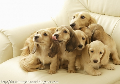 Many cute puppies.