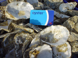 oysters