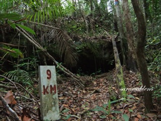 Teluk_Limau_trail_Bako_National_Park_09