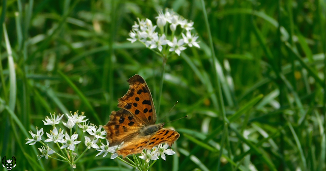 キタテハ(黄立羽) Polygonia c-aureum