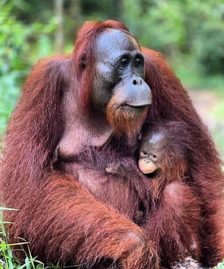 Big Deals Orangutan Tanjung Puting 2D1N Tour | Trip Tanjung Puting NATIONAL PARK Orangutan Tour 2 Days 1 Night