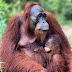 Best offer Orangutan Tanjung Puting 2D/1N Tour 