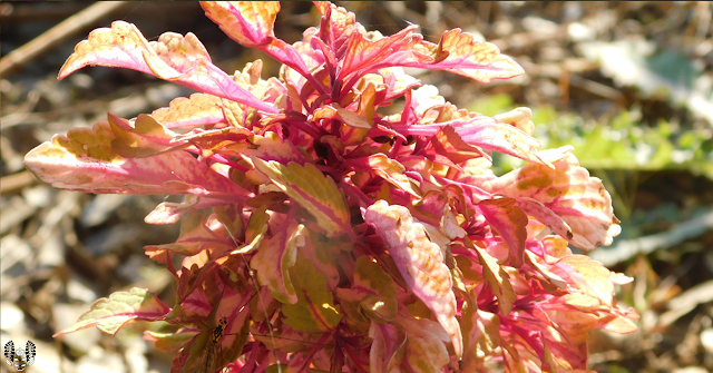コリウス(金襴紫蘇)Solenostemon Thonn.