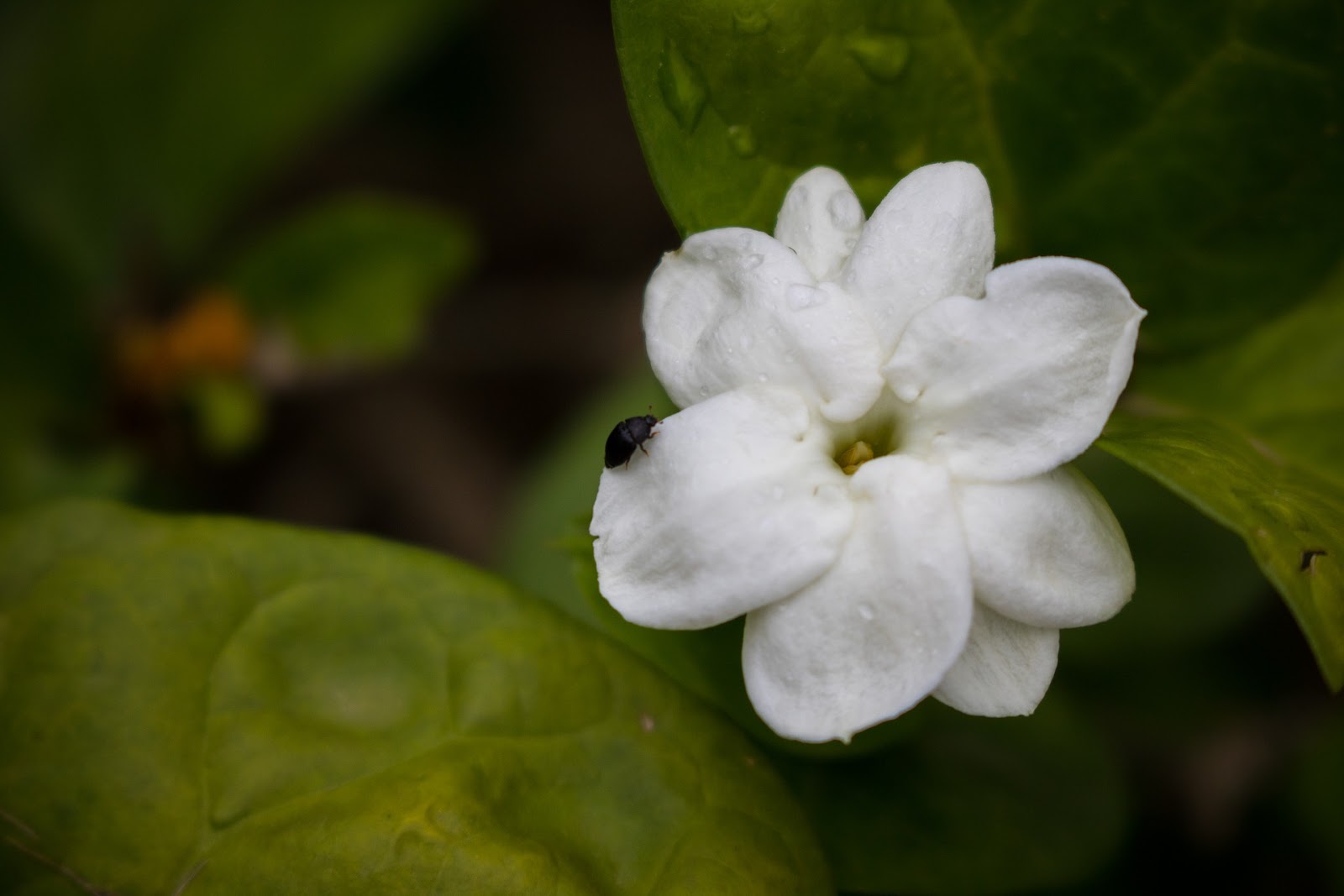 Gambar Bunga  Melati  Putih  Gambar Ngetrend dan VIRAL