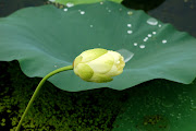 Lotus Flower # 1 (lotus flower bud )