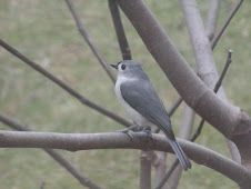 Garden Visitor