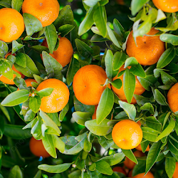 Jual Bibit Jeruk Mandarin Cepat Berbuah