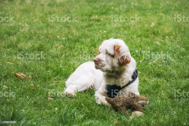 Clumber Spaniel