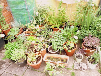 vegetable garden in containers