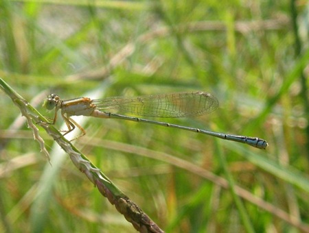 capung jarum/Damselfly_Ischnura senegalensis (female/betina) - Common Bluetail -  Marsh Bluetail - Ubiquitous Bluetail -  African Bluetail -  Senegal Golden Dartlet_4