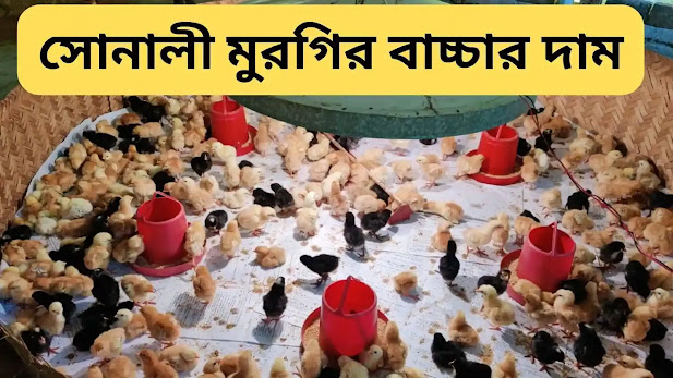 সোনালী মুরগির বাচ্চার দাম