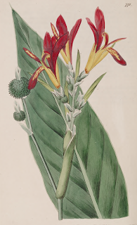 dibujo de hoja flor y fruto de achira o sagú