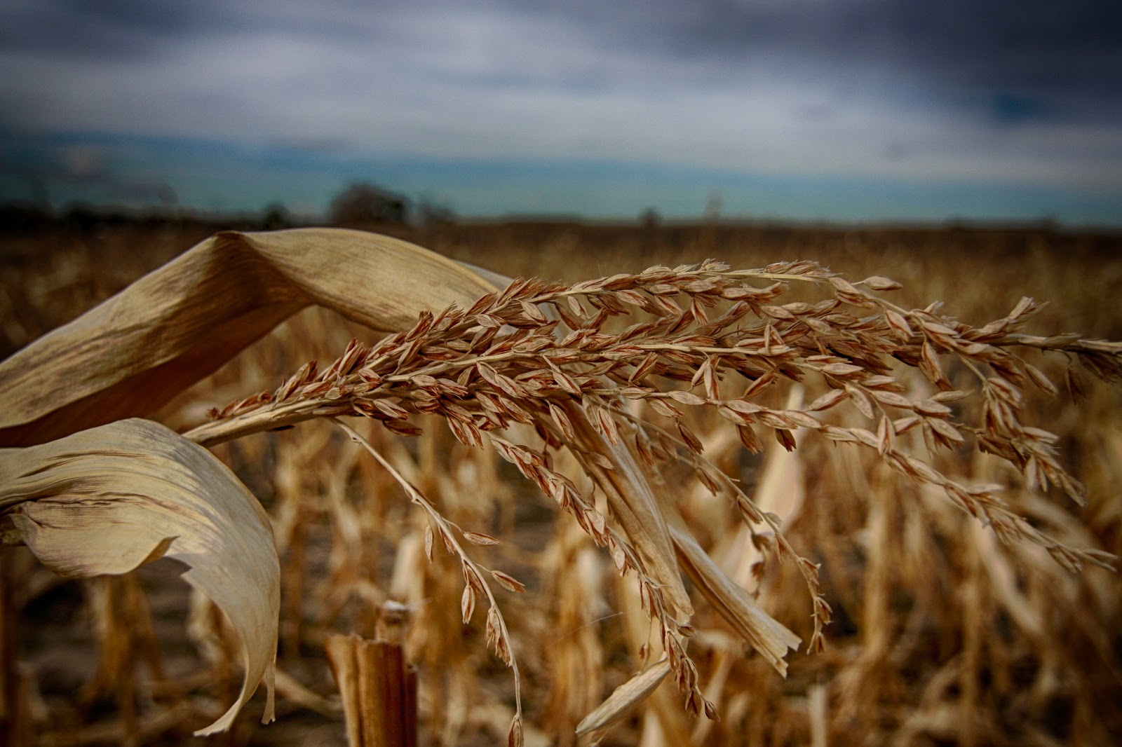 IMG_7719_HDR-2013-05-5-07-50.jpg