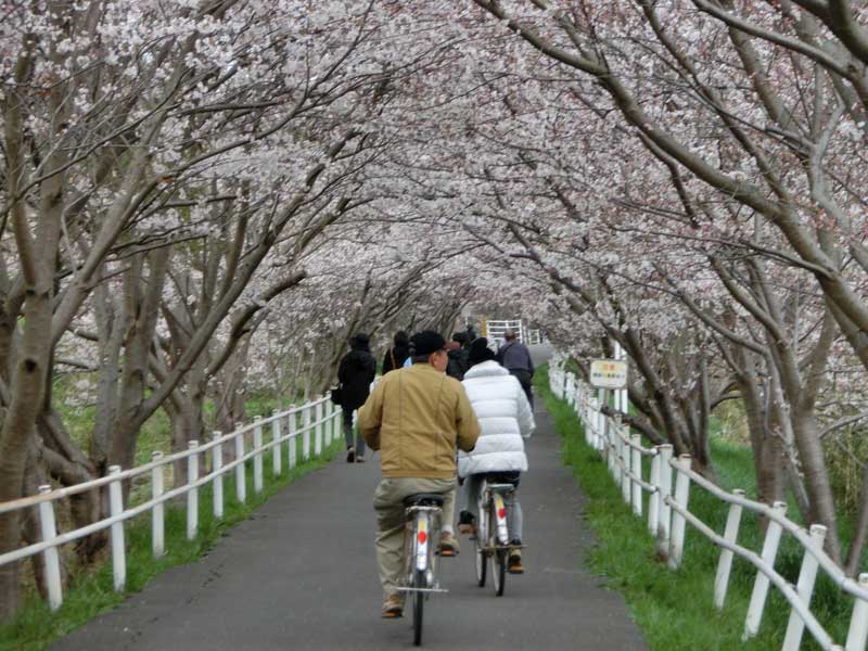 花見川流域を歩く Hanamigawa Ryuiki Wo Aruku 花見川の桜並木の花見