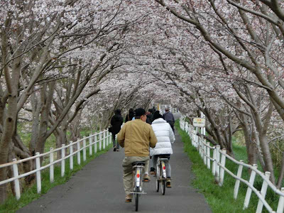 √100以上 花見川 桜 228559-花見川 桜スポット