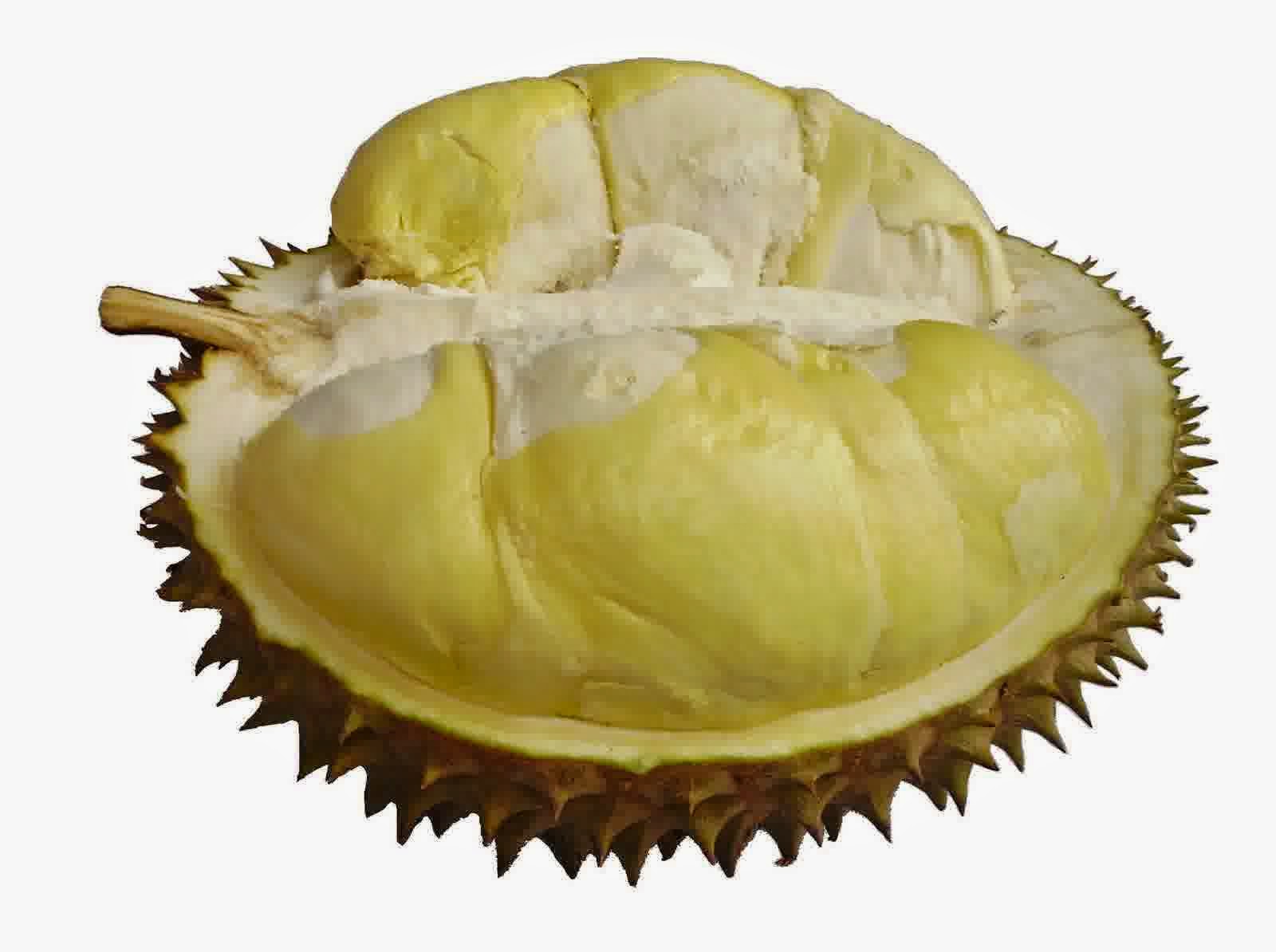 Cara Menanam Durian Unggul