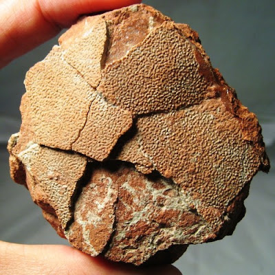 French Dinosaur egg fossil 