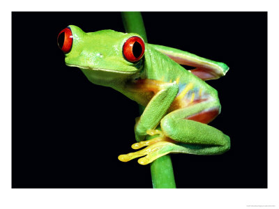 Red Eyed Tree Frog Posters